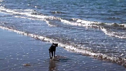 Chili Moon watching the waves in Baja