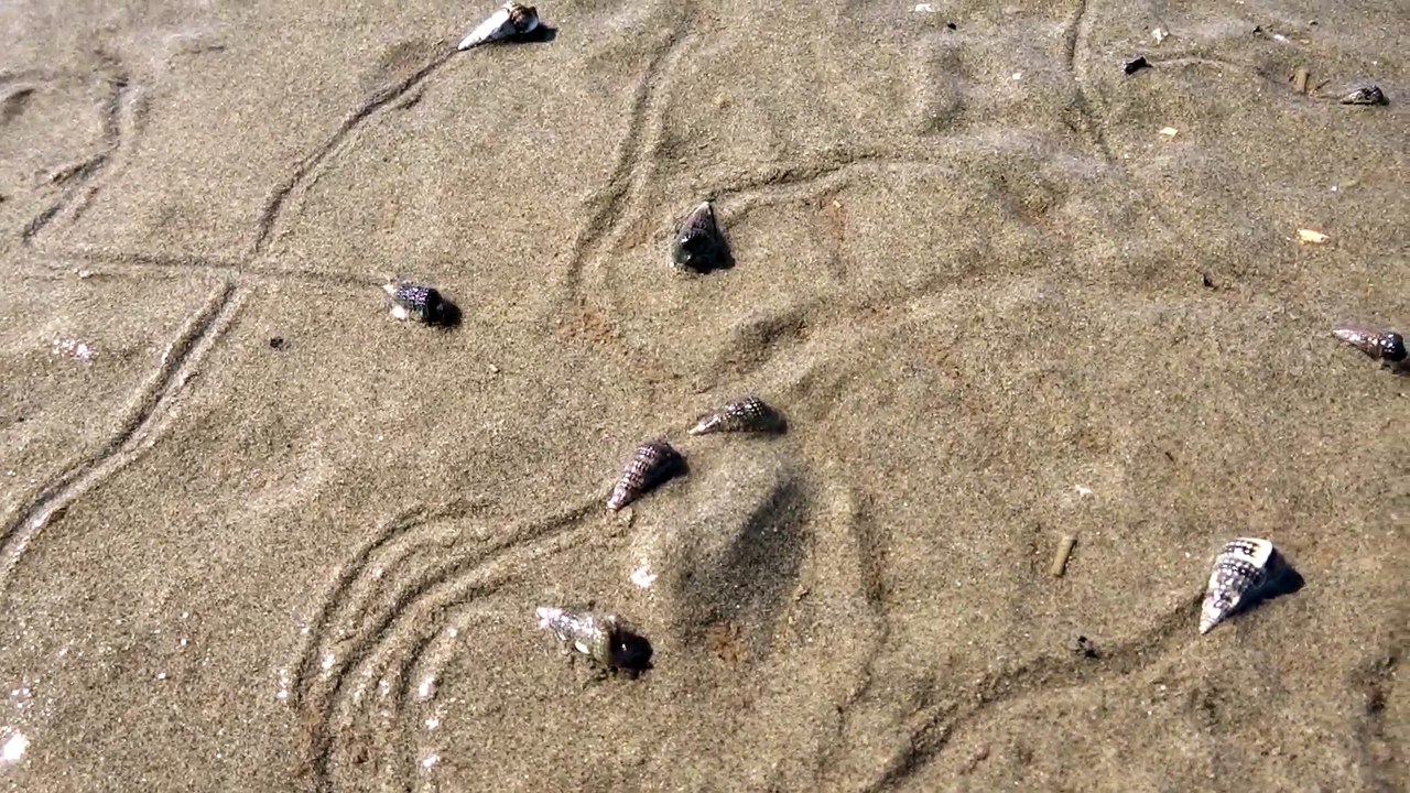 (02) Crabs racing