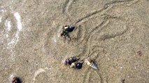 (03) Crab shells moving around