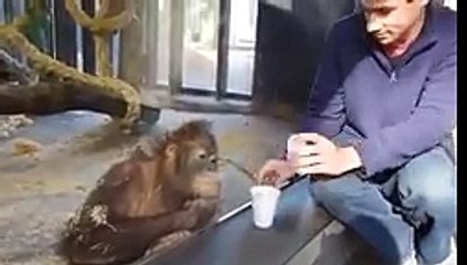 Orangutan finds magic trick hilarious