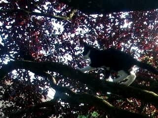 le chat a faim