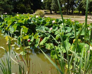 Fleurs de lotus nantaises