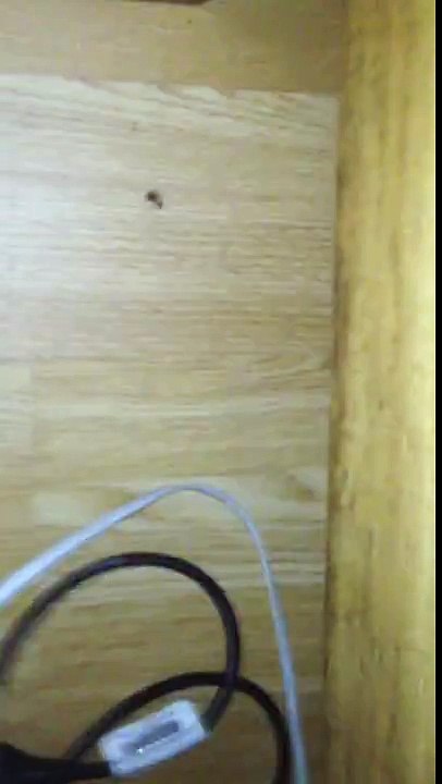 Spiders up in its connecting one another the greatest insect