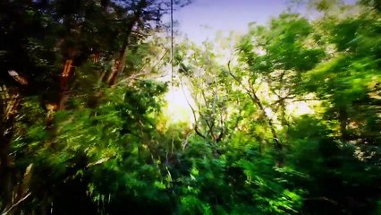 Piiholo Ranch Zipline - Maui's Premier Zipline