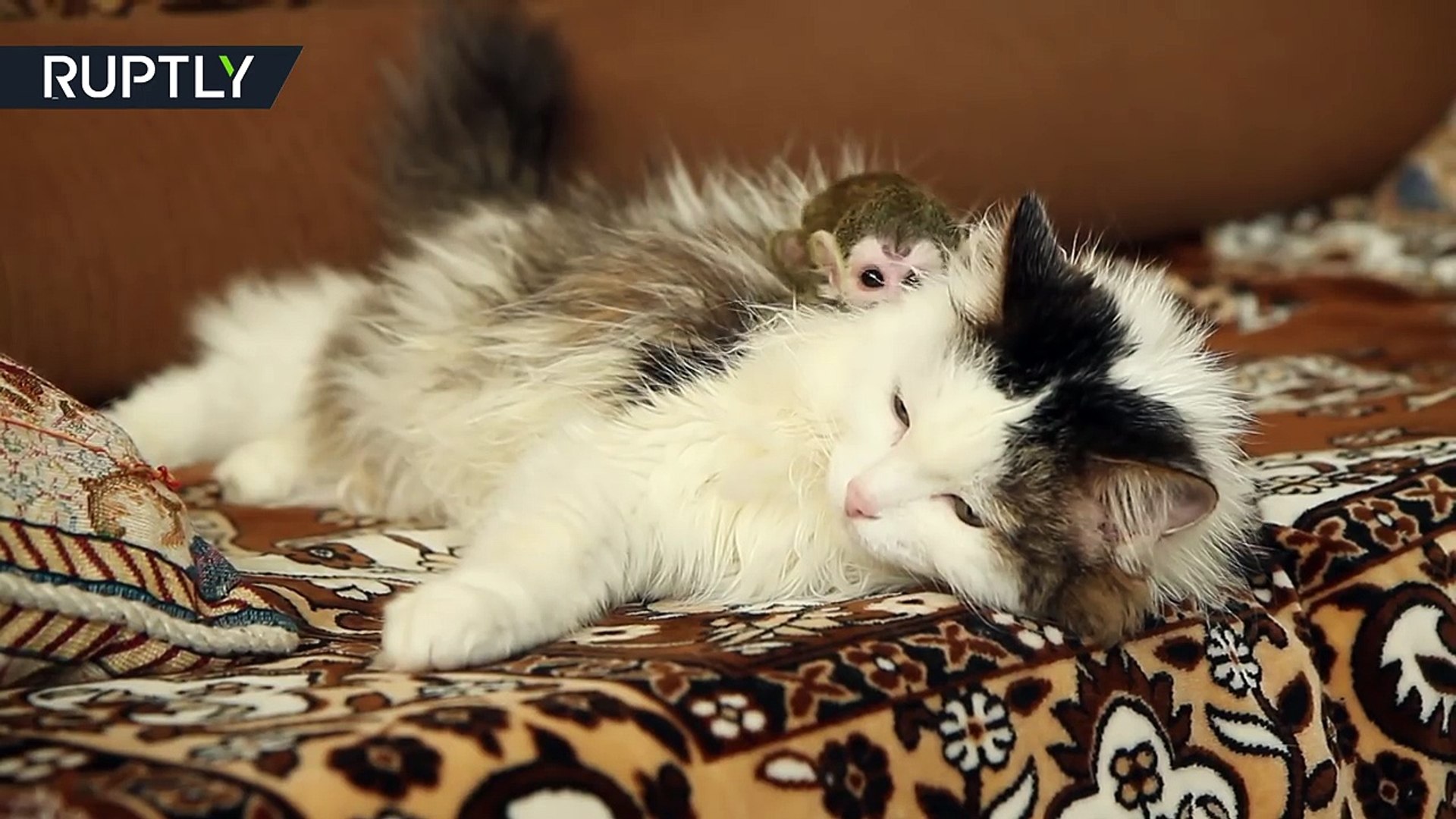 Un Chat Adopte Un Bebe Singe Rejete Par Sa Mere Video Dailymotion