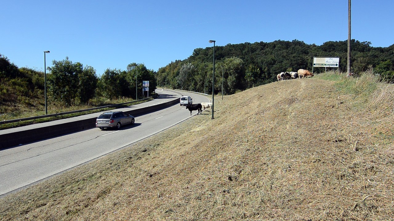 Vaches autour d'Amay