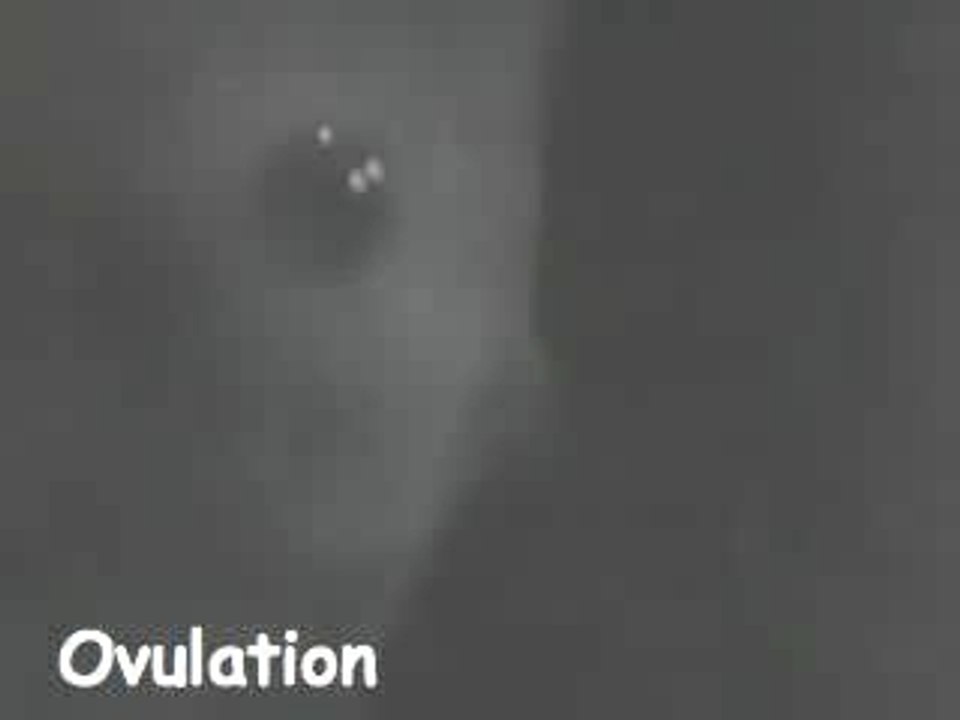 Ovulation