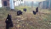 Des ours bruns dévorent des pommes dans un refuge... trop mignon !