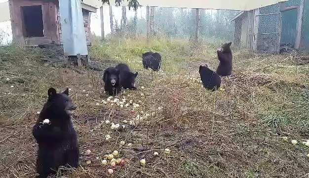 Des ours bruns dévorent des pommes dans un refuge... trop mignon !
