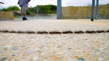 Timelapse de centaines de chenilles marchant à la queue !