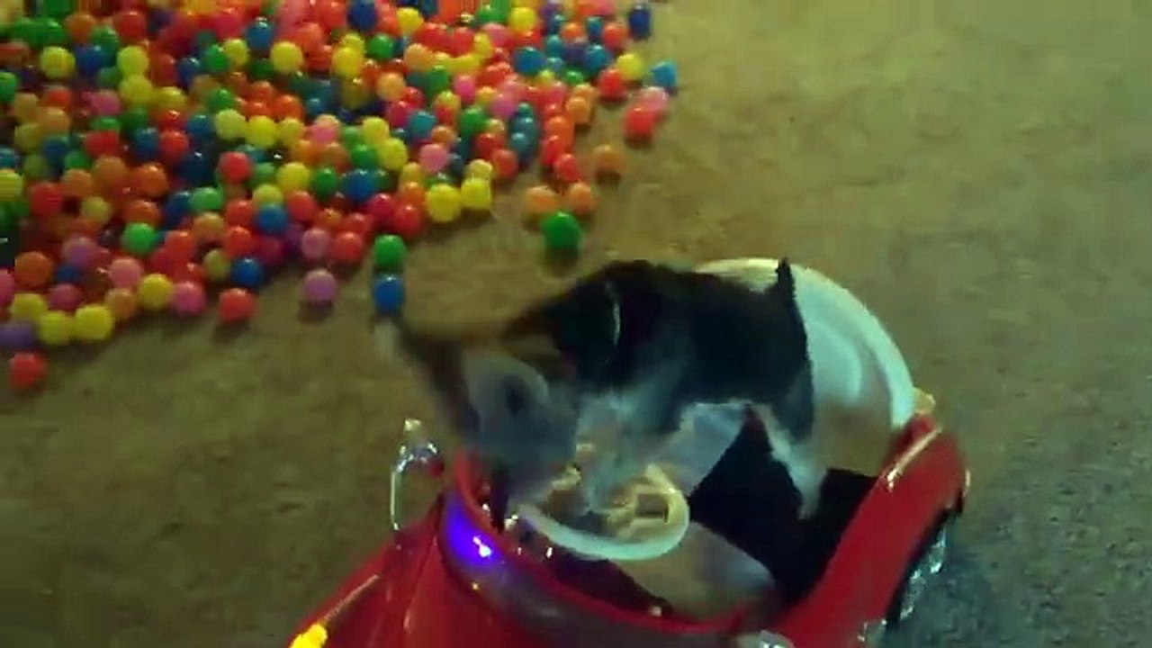 Ce chien saute dans la piscine à boules comme si sa vie en dépendait!