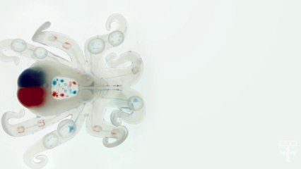 Octobot, le premier robot entièrement mou