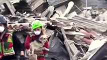 Salvataggio di Due Cani dalle Macerie del Terremoto nel Centro Italia