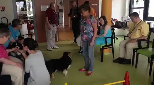 Les chiens au service des personnes âgées et handicapées