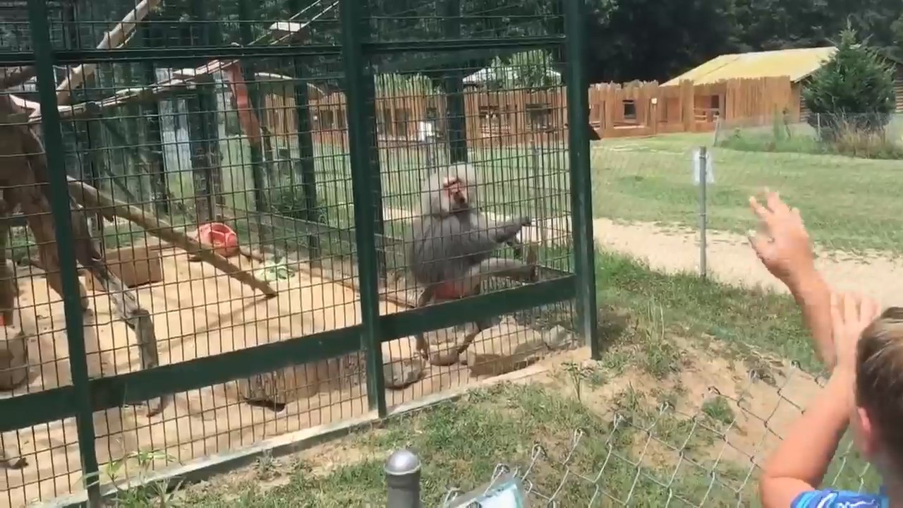 Monkey throwing Shit