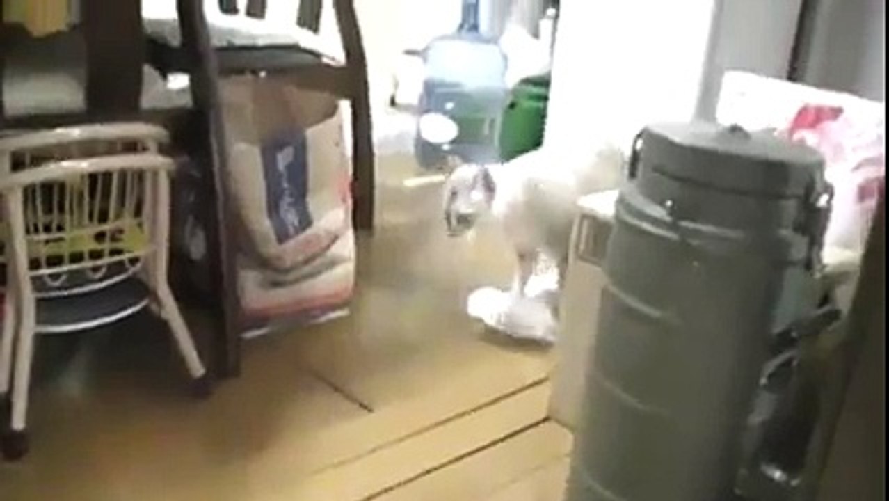 Temizlik hastası kedi