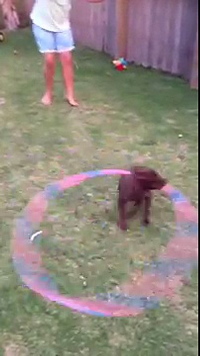 Il Cane Prende In Bocca L'Hula Hoop. Cosa Fa Subito Dopo? Da Non Credere!