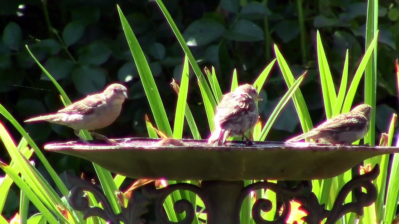 Le bain des oiseaux