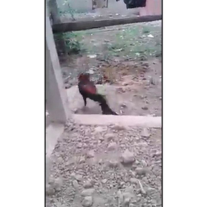 اسی لڑائی کبی دھکی ہے