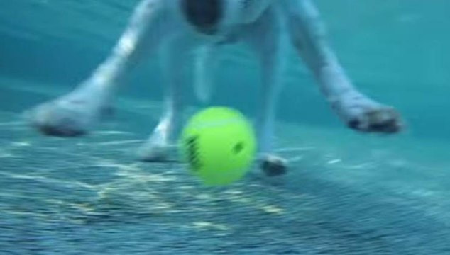 Ele atira bolas de ténis para a piscina e as deixa lá durante a noite... No dia seguinte, fica maravilhado com o resulta