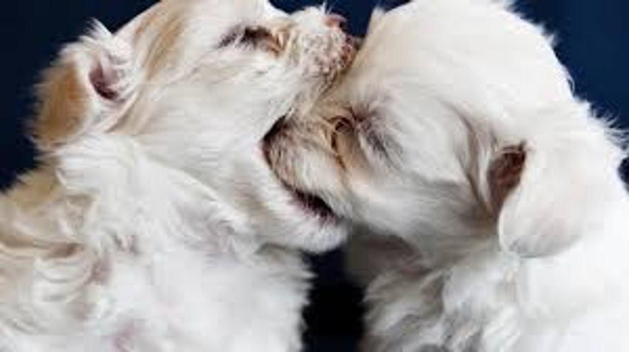 Funny Dogs Videos- try not to laugh