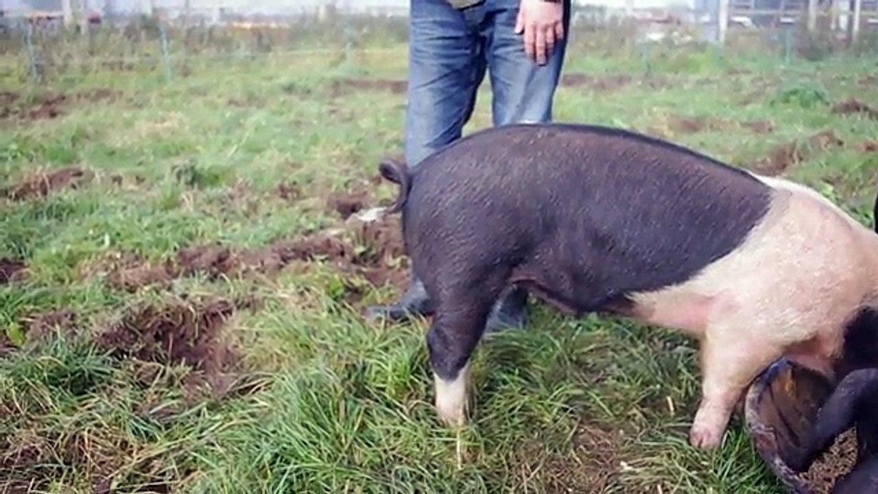 Como se "endireita" a cauda de um porco em apenas 1 segundo