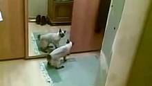 Ce chat s’énerve lorsqu’il voit son double dans un miroir. Observez sa réaction