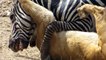 Amazing- Lion vs Zebra - Lion kills zebra almost - Lion hunting zebra - Zebra escapes lion killing