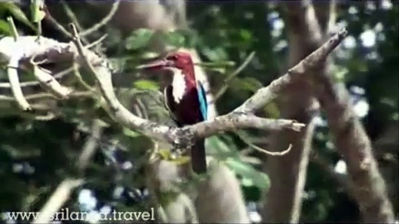 Explore Yala National Park in Sri Lanka with Thomas Cook India