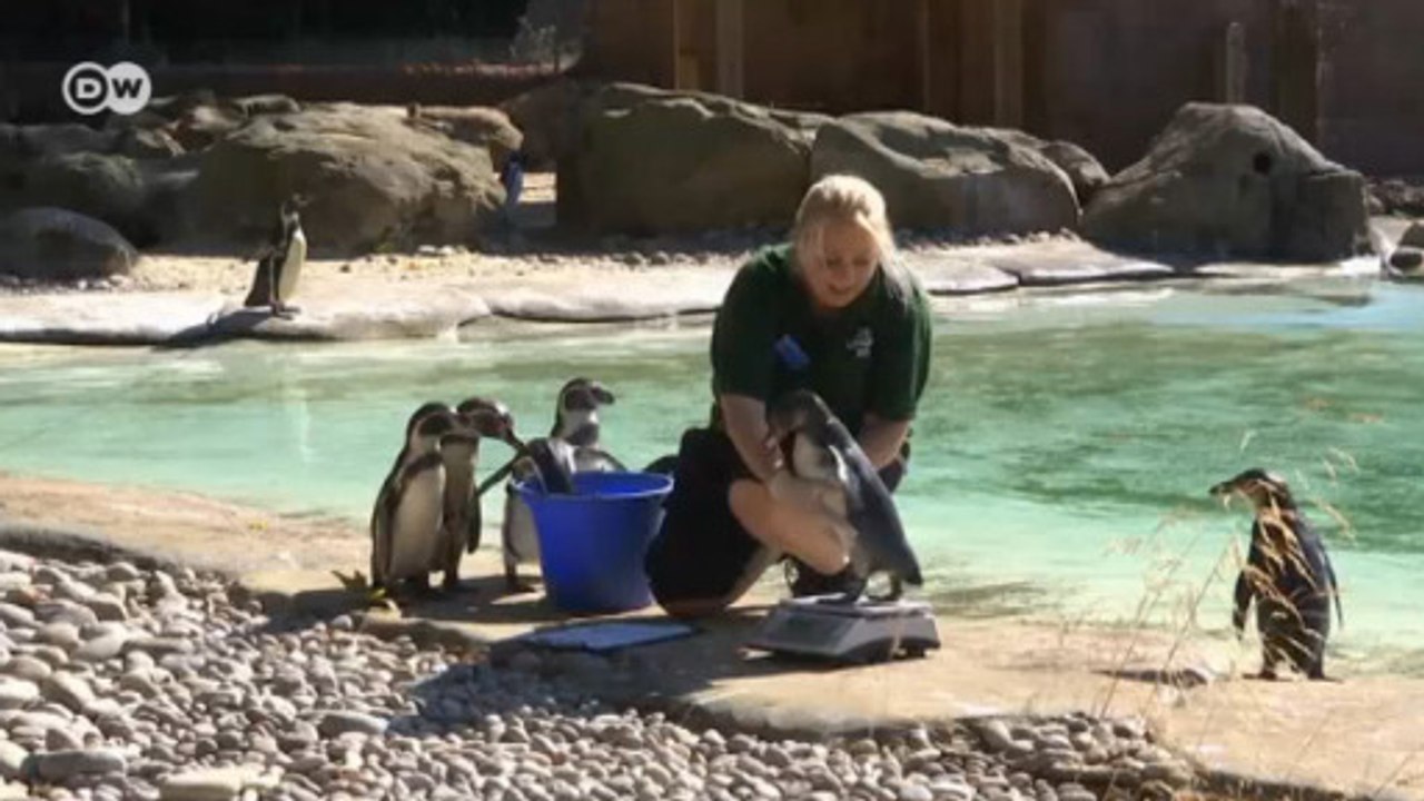 Hayvanat bahçesinde zorlu görev