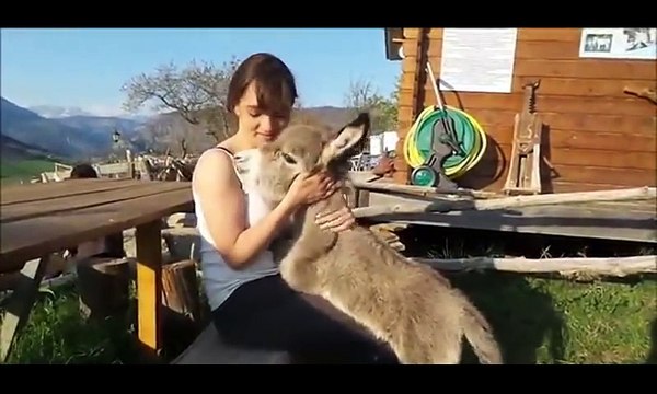 Ce bébé Âne veut embrasser une jeune fille : trop mignon