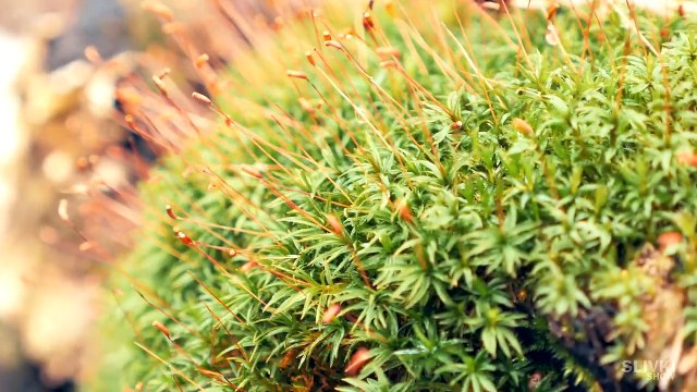 КАК СДЕЛАТЬ ВЕЧНЫЙ ТЕРРАРИУМ!