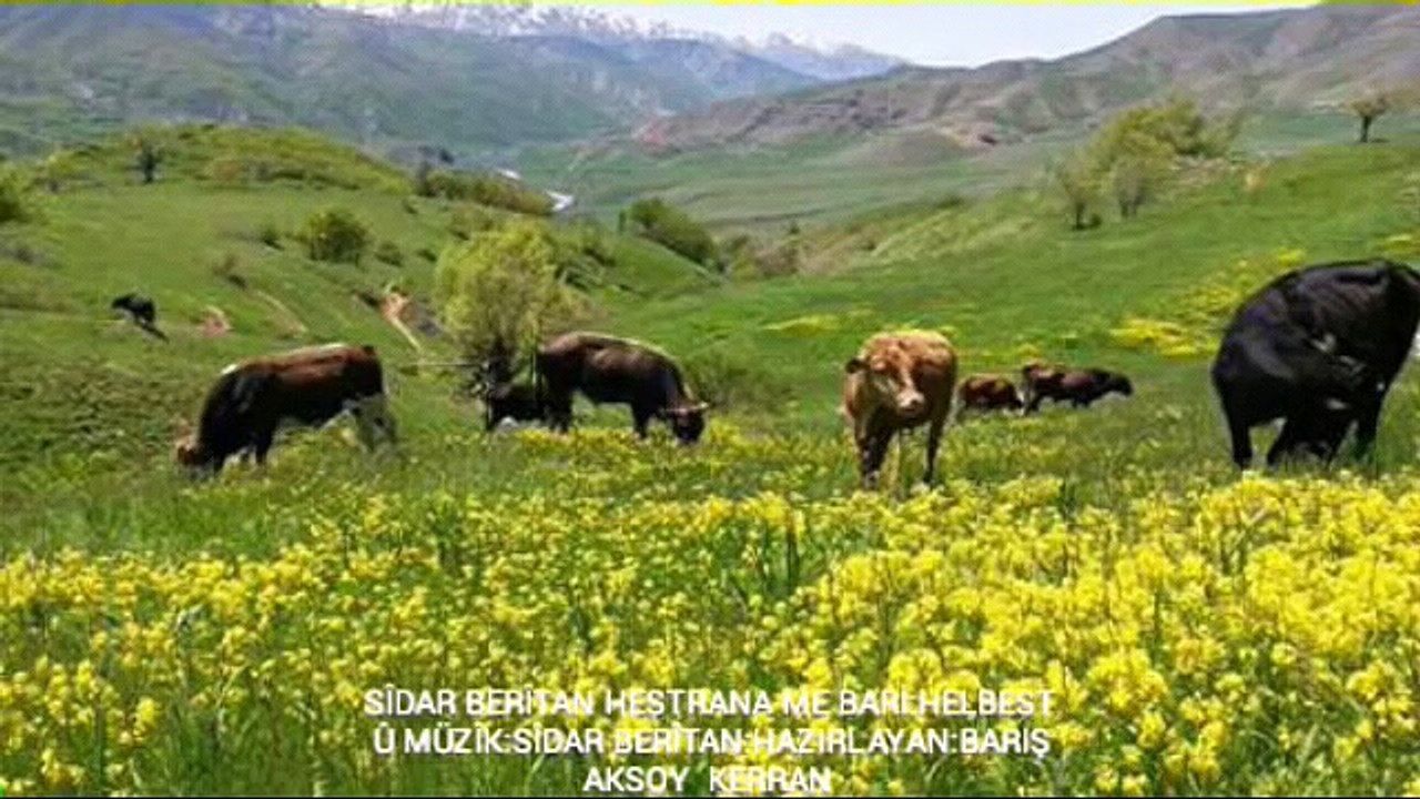 YÜREK YAKAN KÜRTÇE MÜZÎK ŞARKI STRANE DILBÎRÎN UZUN HAVA SÎDAR BERÎTAN 2016