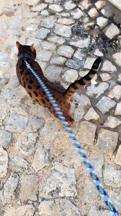 Voici Thor, le chat bengale le plus mignon au monde