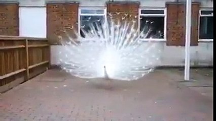 ek nachtay huway moor ki bahut hi piyari video