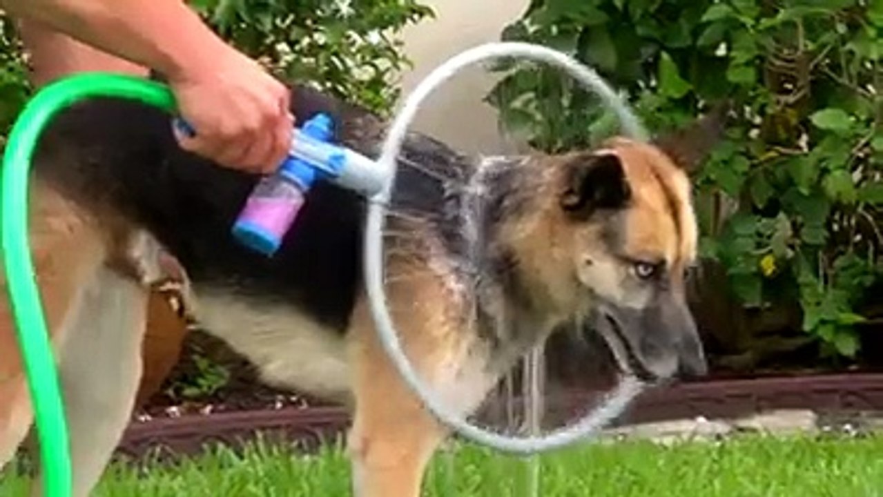 Every DOG owner needs one of these.