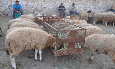 بلاغ وزارة الفلاحة بخصوص أضحية العيد بالمغرب لهذه السنة