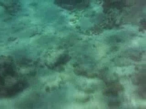 Raie pastenague mer rouge