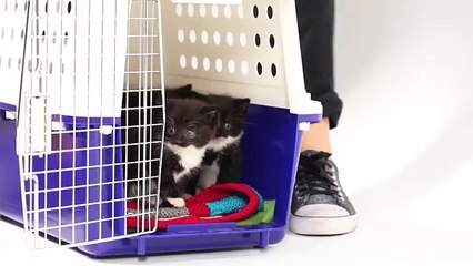 The First Meeting - Kitten Meets Puppies