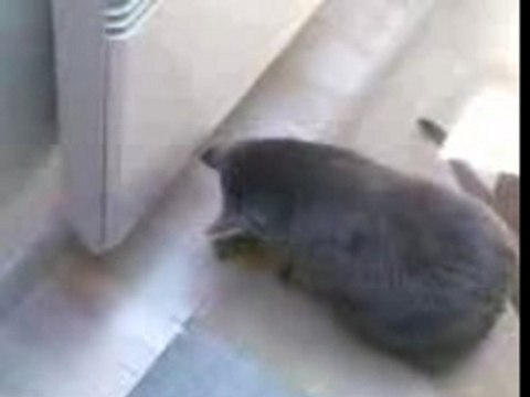 Utopi decouvre lé insecte