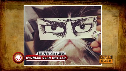 Sahiplerinin Elinde Oyuncak Olan Kediler