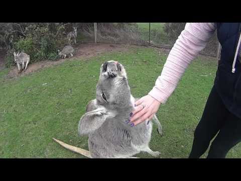 Kangaroos Play on Phillip Island