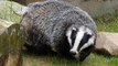 BBC Radio Wiltshire - Sue Davies 23Aug16 - Wiltshire not part of badger cull