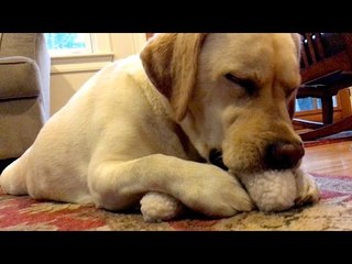 Happy Dog Falls Asleep With New Favorite Toy
