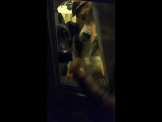 Troublesome Pups Lock Their Owner Outside
