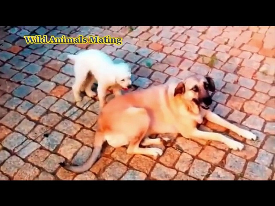Animal Mating Fail Compilation - Funny Mating animal videos- funny videos