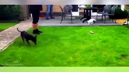 Funny Cat Videos 2016 - You Can t Stop Laughing [Part 1] !