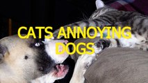Funny cats annoying dogs - Cute animal compilation !