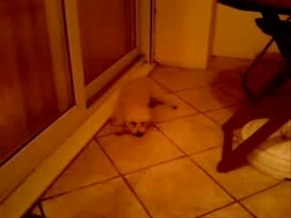 Psychodog