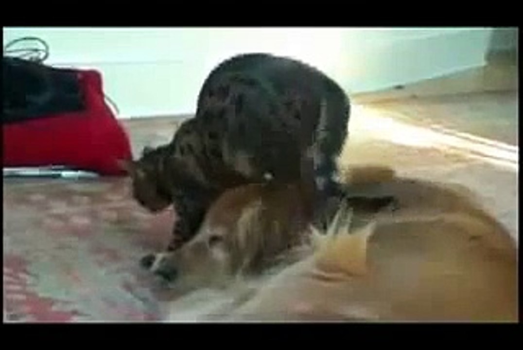 Funny Videos- Best Annoying Cat Dances on Dog s Head Funny dog videos 2015 Ever